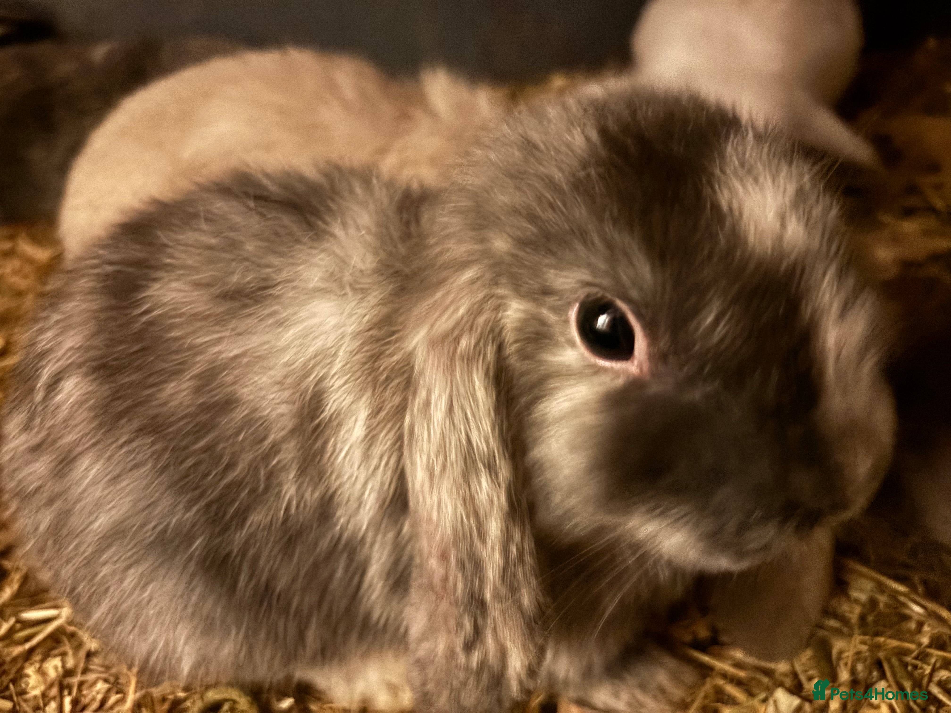 Mini Lop rabbits Beautiful friendly bunnies  - Advert 1