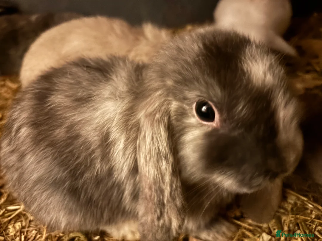 Mini Lop rabbits for sale: Beautiful friendly bunnies  - Advert 1