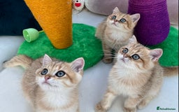 British Shorthair cats for sale:  **   ** : BSH Golden champion lines - Advert 13