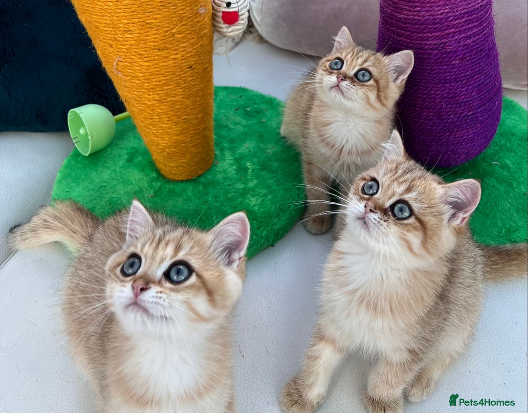 British Shorthair cats for sale:  **   ** : BSH Golden champion lines - Advert 13