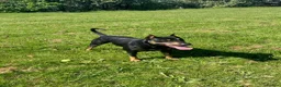 Mixed Breed dogs for sale: Very well trained dog  - Advert 3