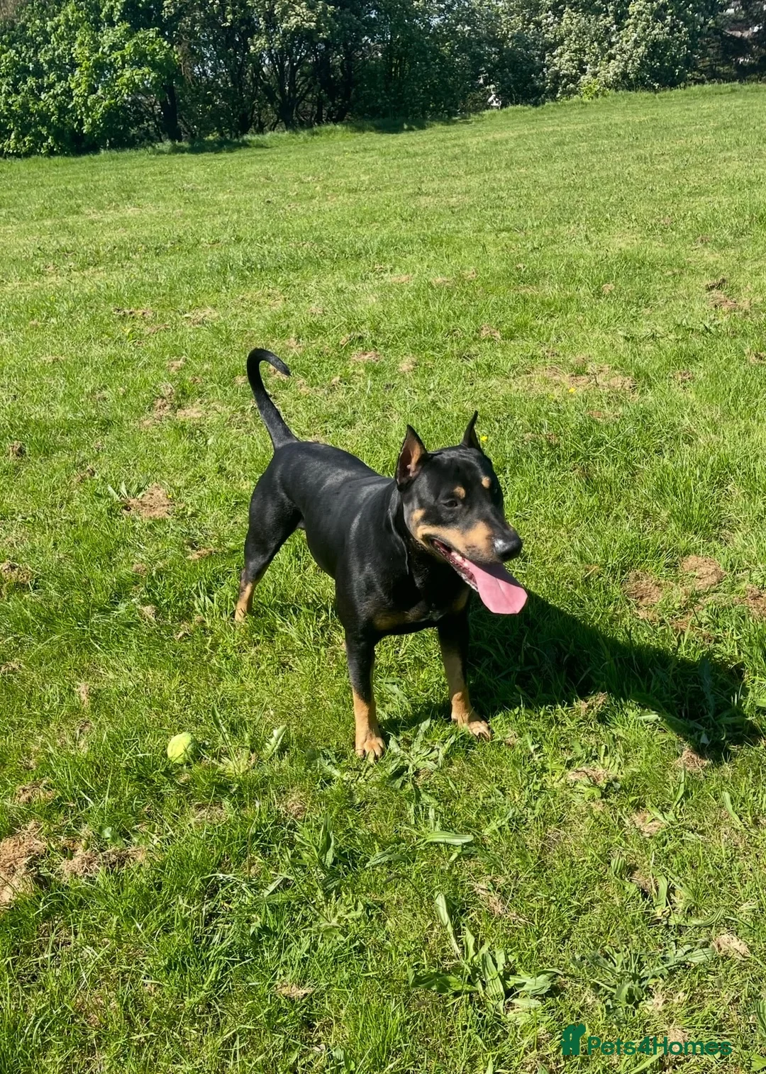 Mixed Breed dogs for sale: Very well trained dog  - Advert 3
