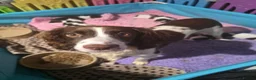 English Springer Spaniel dogs for sale: KC Health Tested, Home Reared 5 ⭐️ Liver Pups - Advert 3