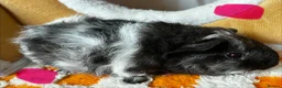 Guinea Pig rodents for sale: Baby Male & Female Guinea Pigs - Advert 3