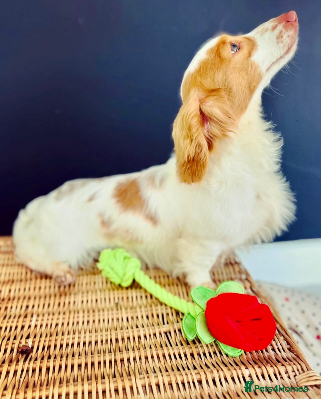 Miniature Dachshund dogs for sale: Creams  -5 Star Breeder ⭐️⭐️⭐️⭐️⭐️ - Advert 9