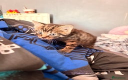 Abyssinian cats for sale: Two boy kittens  - Image 3