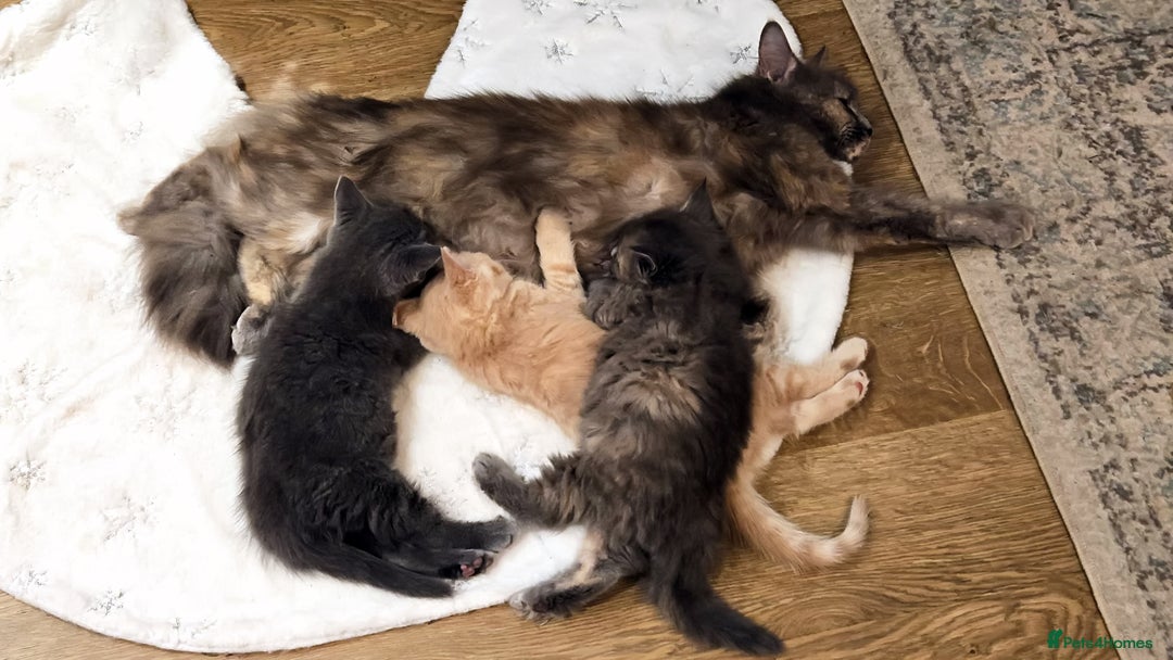 Mixed Breed cats for sale: 3 Adorable Kittens Looking for Their Forever Homes - Advert 1