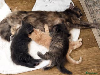 Mixed Breed cats 3 Adorable Kittens Looking for Their Forever Homes - Advert 11