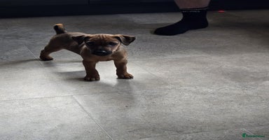 Mixed Breed dogs - Advert 16