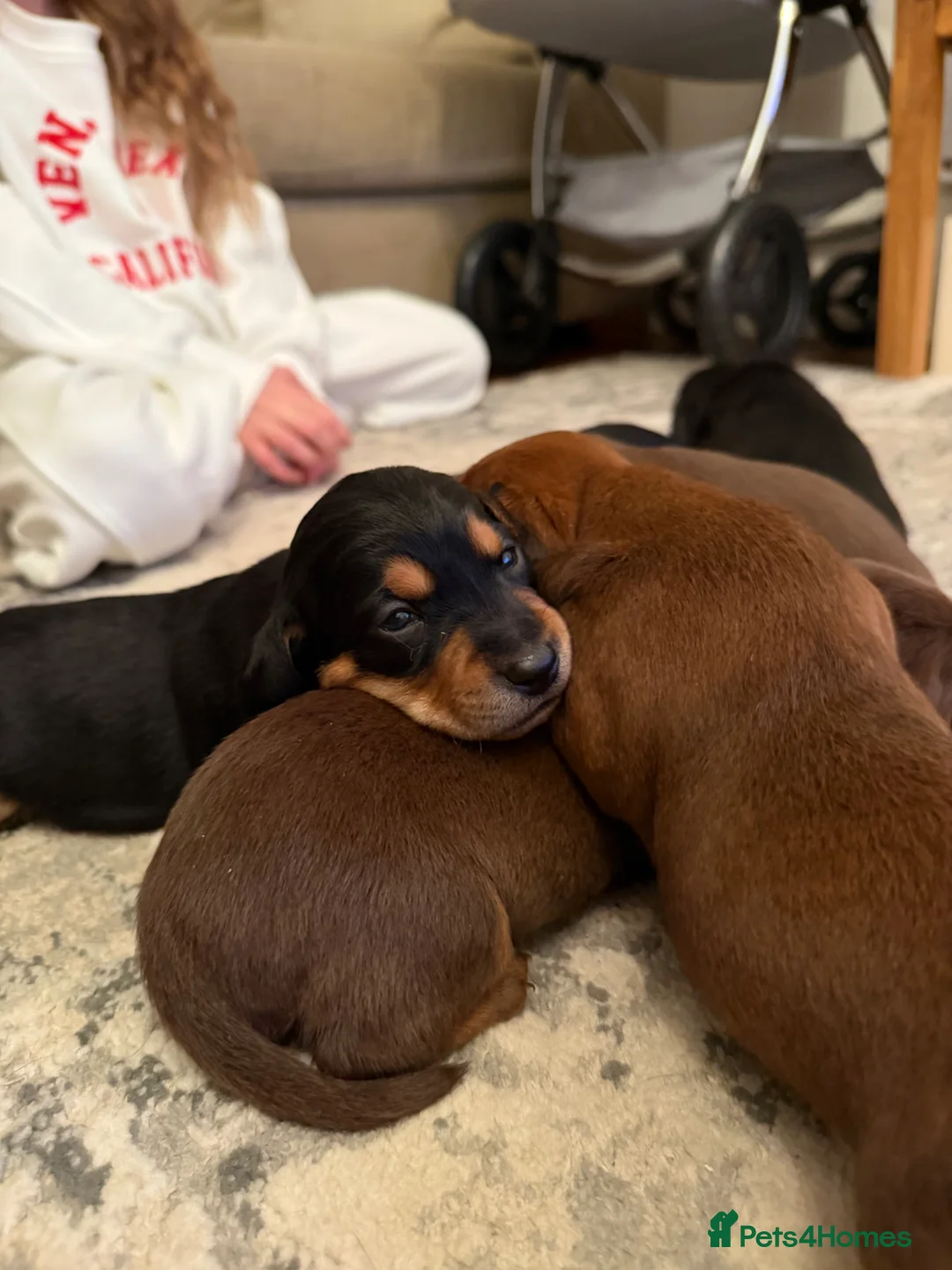 Mixed Breed dogs for sale: Doxipoo  in Uxbridge - Advert 11