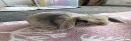Mini Lop rabbits for sale: Mini lop x Netherlands dewarf in Blackburn - Advert 2