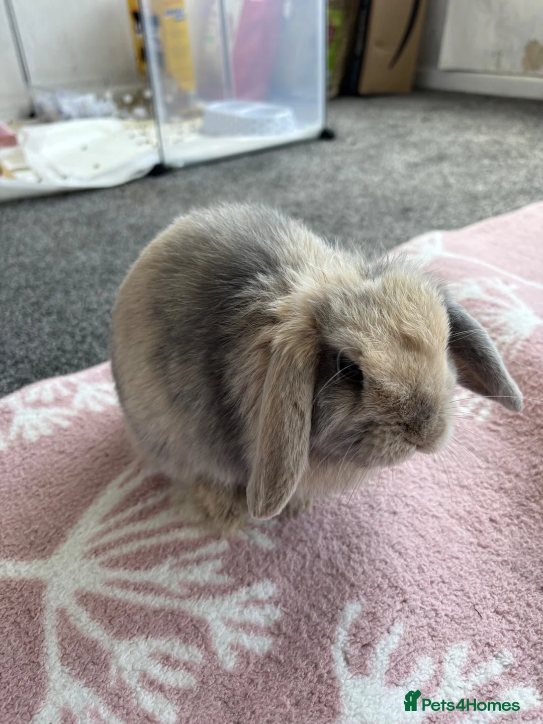 Mini Lop rabbits for sale: Mini lop x Netherlands dewarf in Blackburn - Advert 2