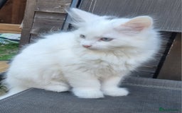 Mixed Breed cats for sale: Cute kittens - Image 25
