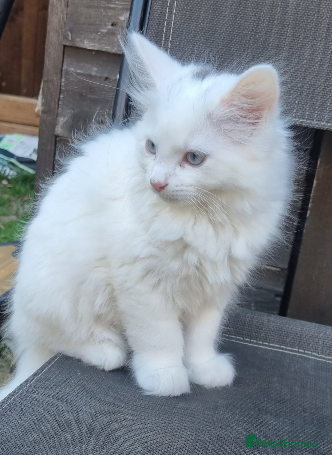 Mixed Breed cats for sale: Cute kittens - Image 25