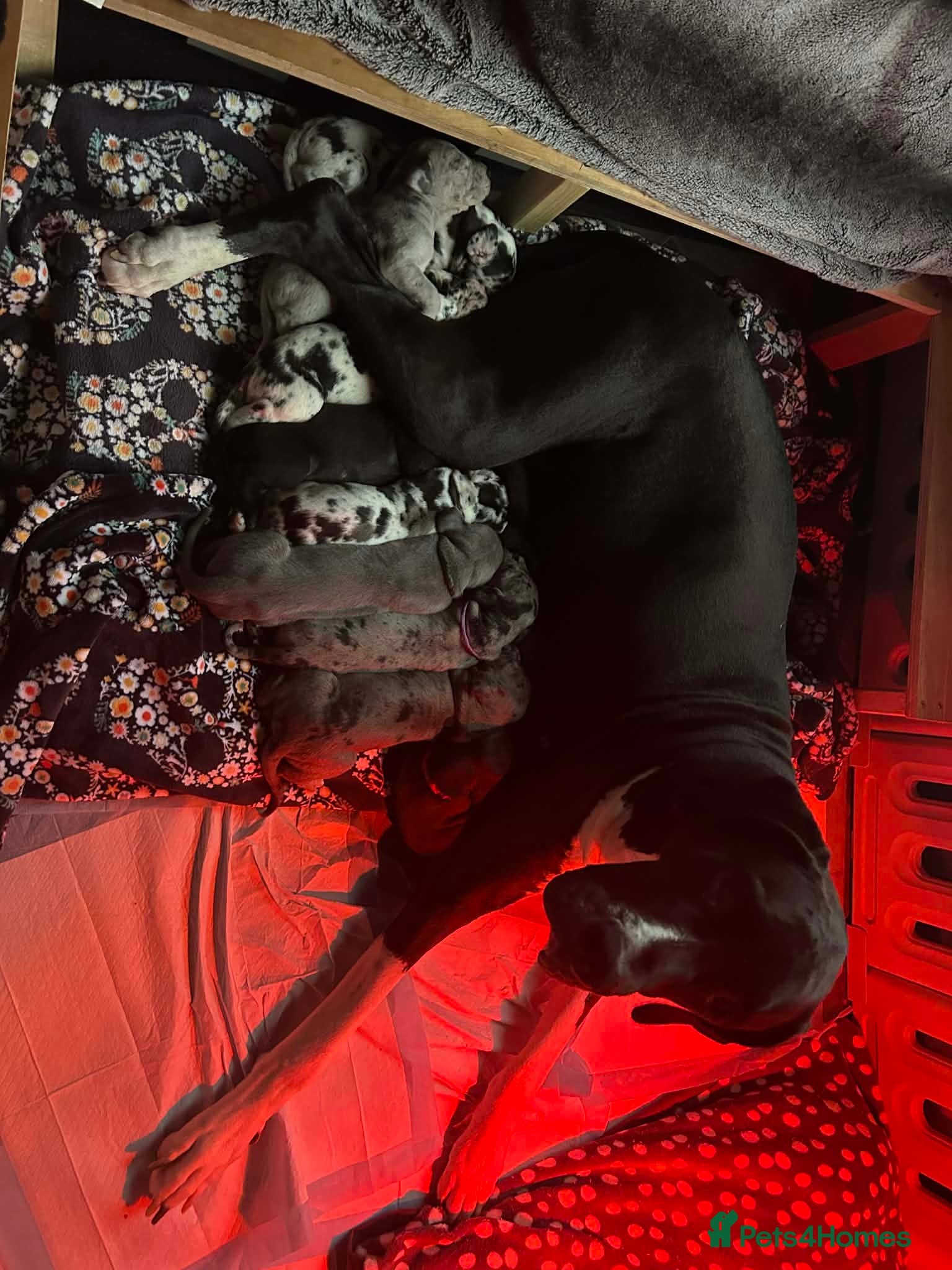 Great Dane dogs Chunky great dane puppies 🐶 🐾  - Advert 1