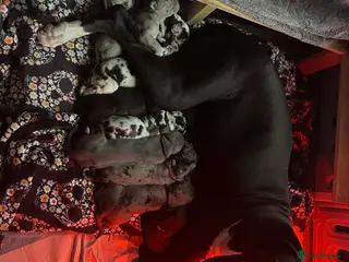 Great Dane dogs Chunky great dane puppies 🐶 🐾 - Advert 1