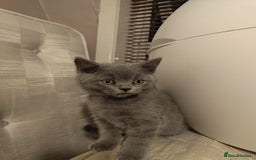 British Shorthair cats for sale: Last Female Gorgeous British Shorthair Kitten - Image 3