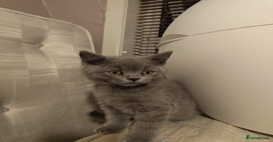 British Shorthair cats - Advert 10