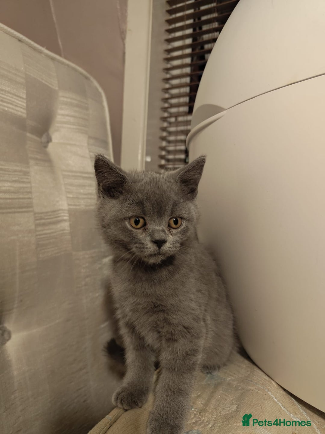 British Shorthair cats for sale: Last Female Gorgeous British Shorthair Kitten - Image 3