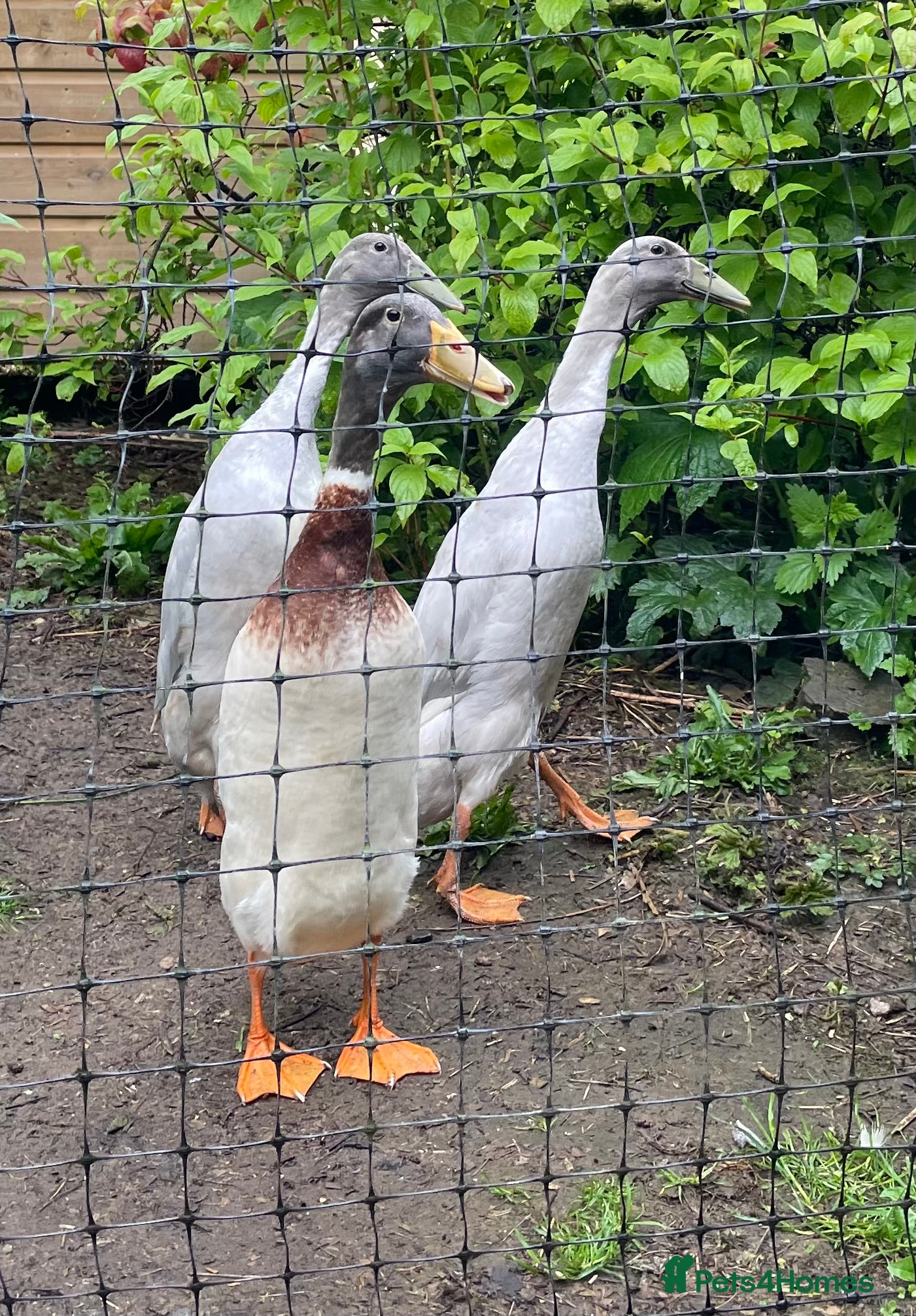 Ducks poultry Purebred Indian Runner drakes - Advert 4