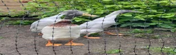 Ducks poultry for sale: Purebred Indian Runner drakes in Minehead - Advert 1
