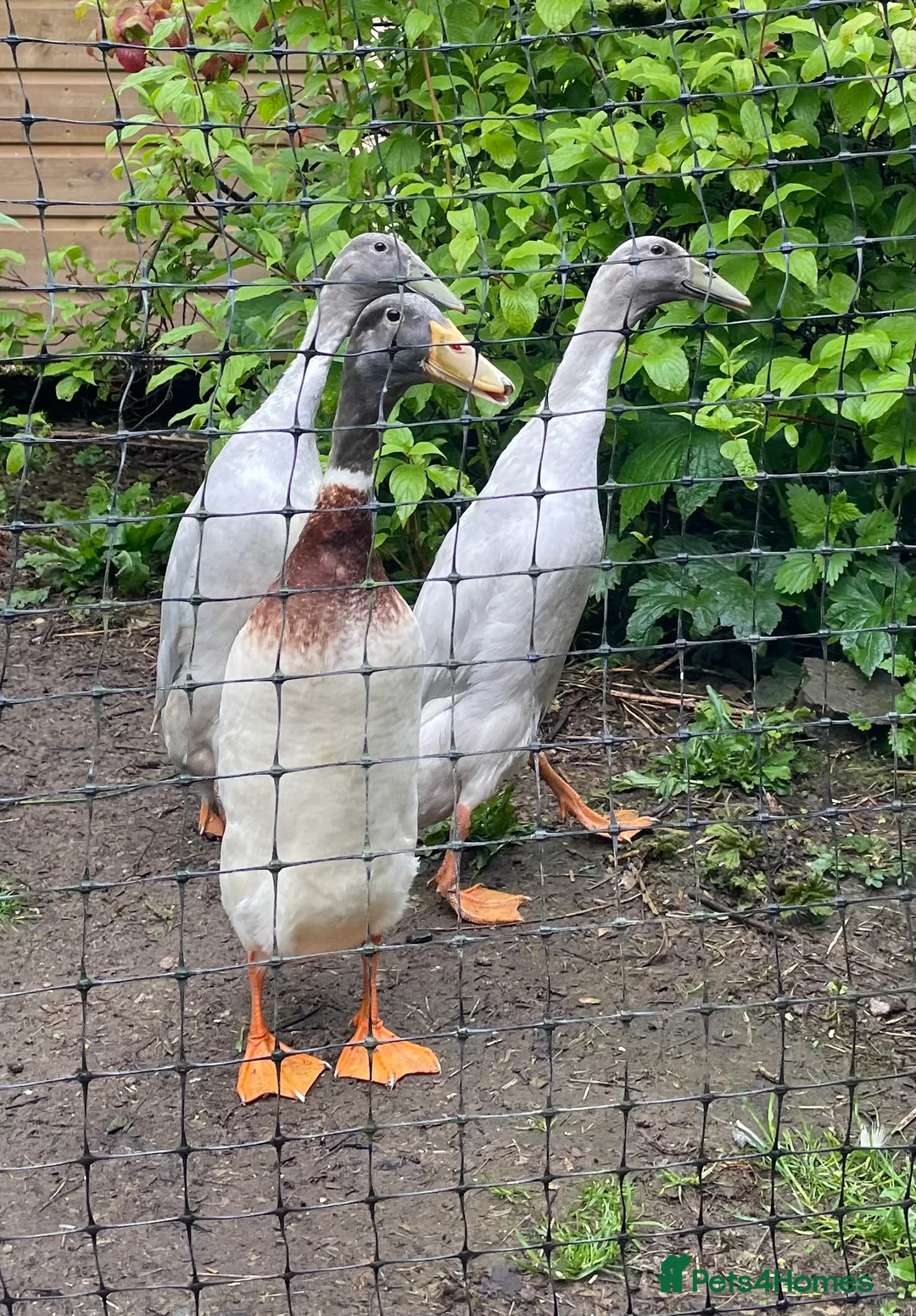Ducks poultry for sale: Purebred Indian Runner drakes in Minehead - Advert 1