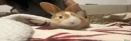 Mixed Breed rabbits for sale: Rabbits aged 5 weeks currently in Portsmouth - Advert 24