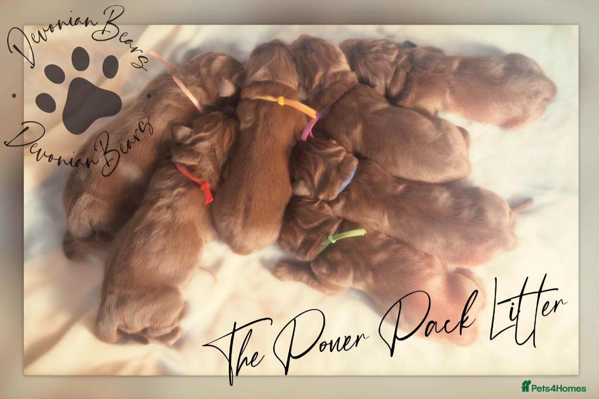 Newfoundland dogs FULLY Health tested Newfoundlands  - Advert 4