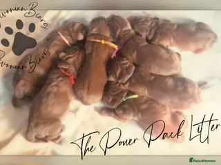 Newfoundland dogs FULLY Health tested Newfoundlands - Advert 4