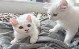 Persian cats for sale: Loving Persian x Maine Coon Kittens Indoors only - Image 12