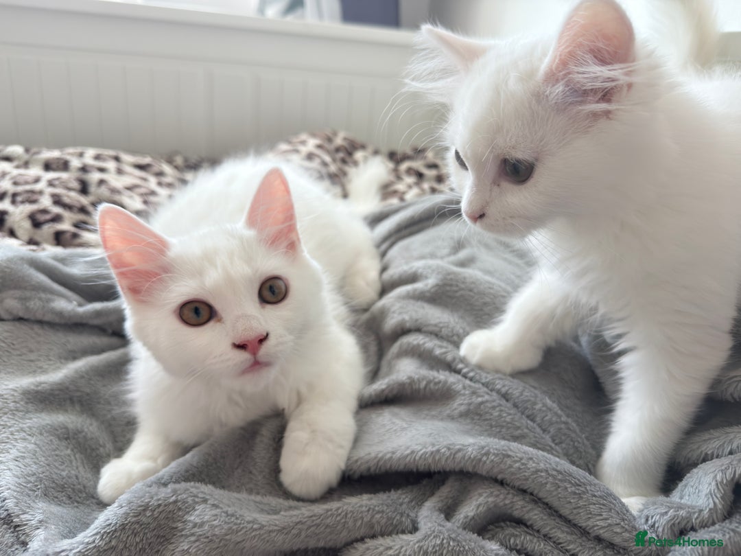 Persian cats for sale: Loving Persian x Maine Coon Kittens Indoors only - Image 12
