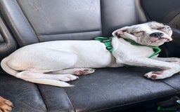 Mixed Breed dogs for sale: Dotty - Image 14
