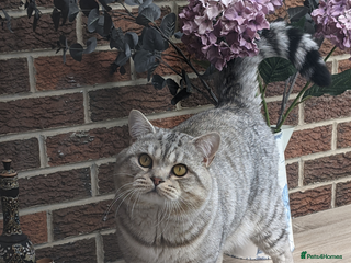 Scottish Fold cats Stud British Shorthair in Derby - Advert 7