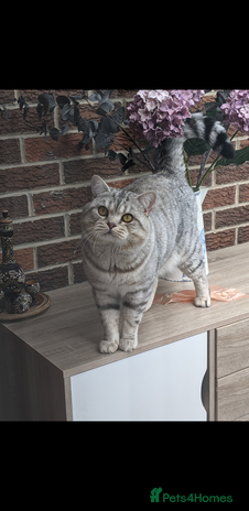 Scottish Fold cats Stud British Shorthair in Derby - Advert 11