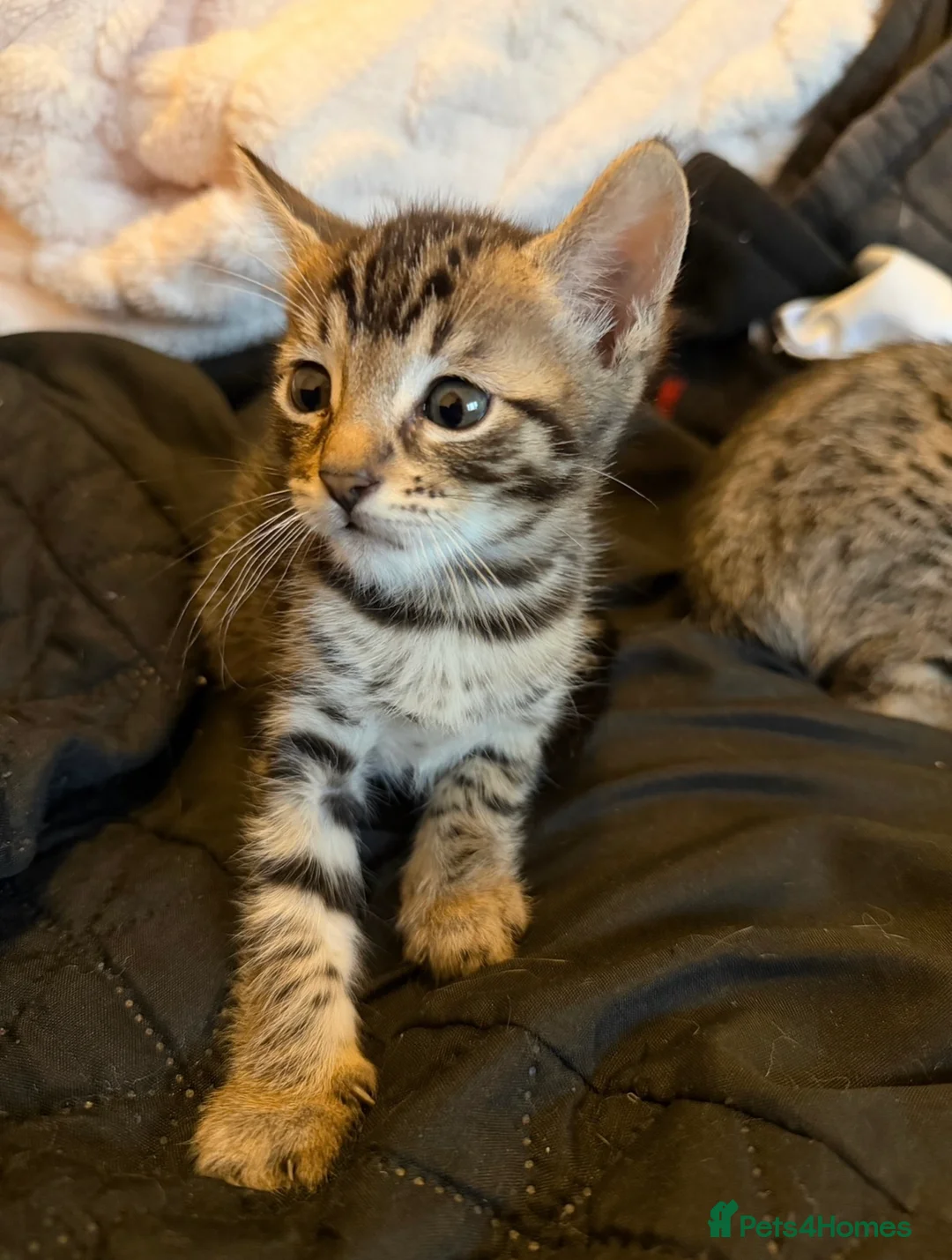 Bengal cats for sale: 2 Stunning Bengal Kittens Left  - Advert 7
