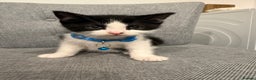 Mixed Breed cats for sale: Playful kittens 🐱 🩷 - Advert 5