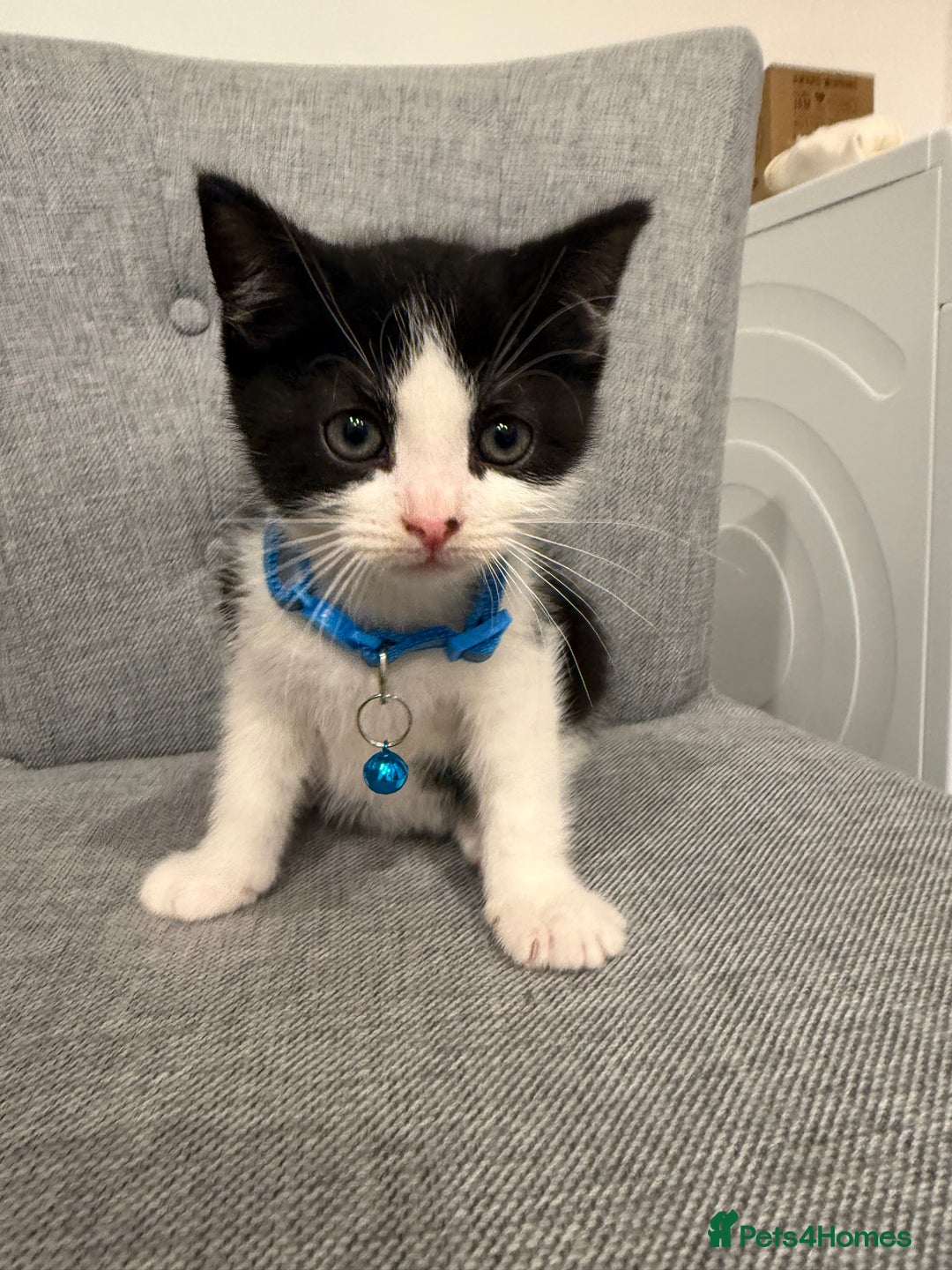 Mixed Breed cats for sale: Playful kittens 🐱 🩷 - Advert 5