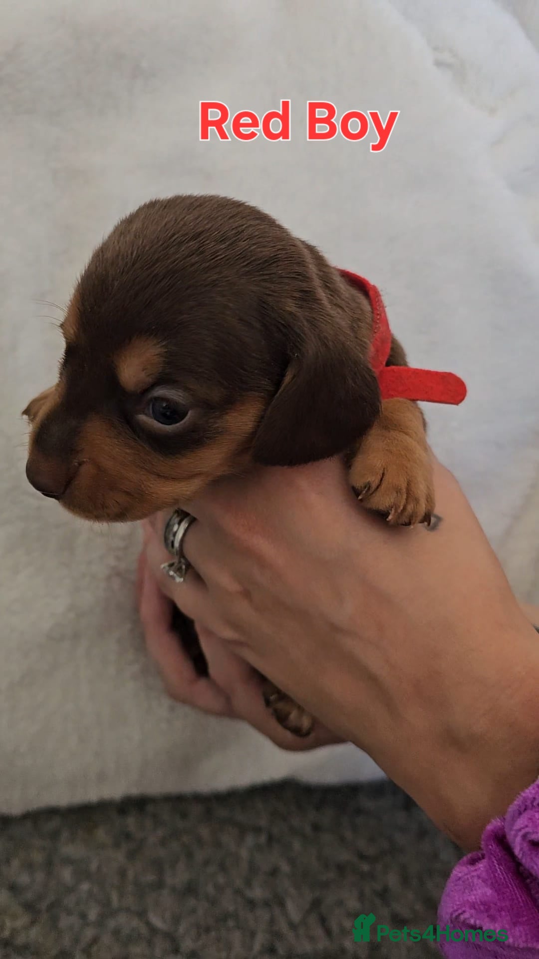Miniature Dachshund dogs for sale: 4 week old Miniature Dachshunds - Image 27