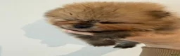 Pomeranian dogs for sale: Kc pomeranian puppies  - Advert 9