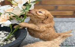 Cockapoo dogs for sale: Adorable cockapoos - Image 6