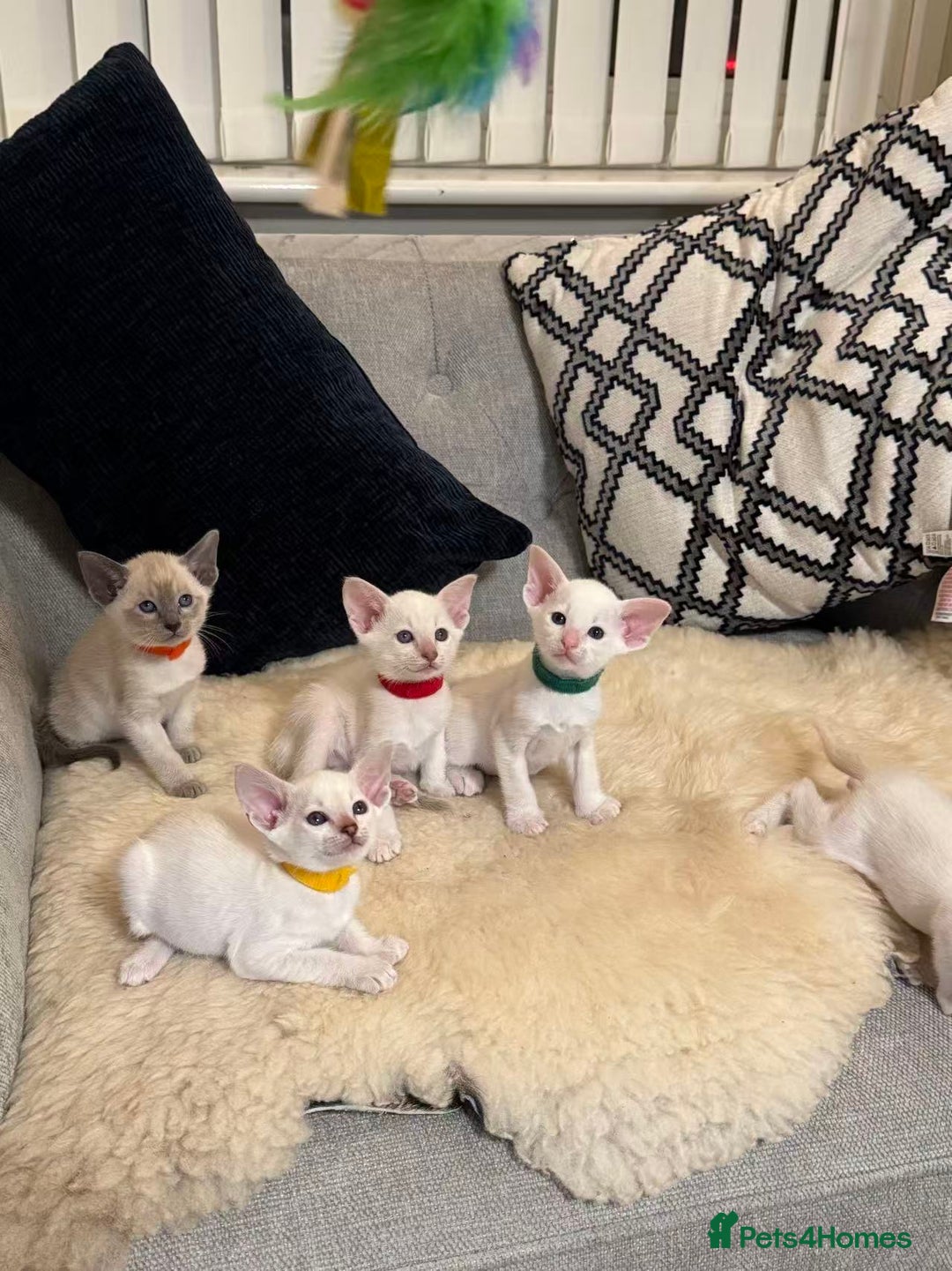 Siamese cats for sale: Beautiful Siamese Kittens – Ready February - Advert 3