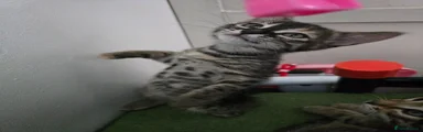 Bengal 4