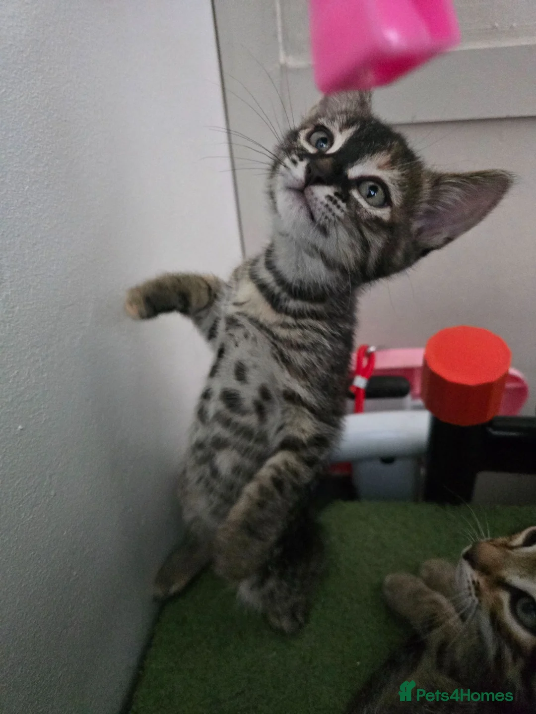 Bengal cats for sale: Bengal cross kittens - Advert 30
