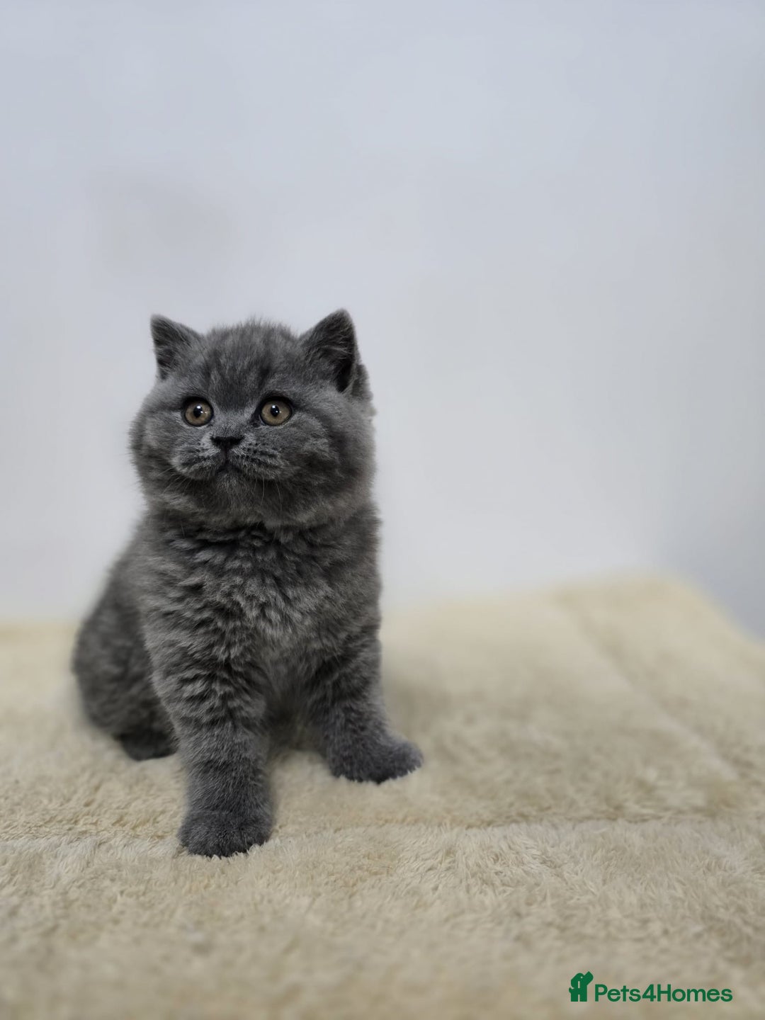 British Shorthair cats for sale: Gorgeous British Shorthair & Longhair Kittens - Advert 11