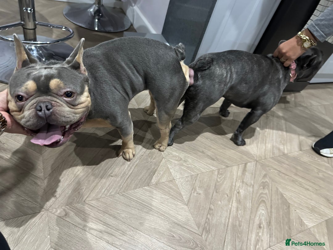 Pug dogs for stud: KC Reg Proven French Bulldog Lilac & Tan For Stud in Colchester - Image 10