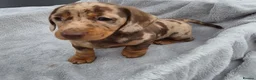 Miniature Dachshund dogs for sale: Gorgeous KC Registered, PRA Clear puppies  in Harlow - Advert 28