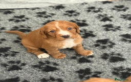 Cocker Spaniel dogs for sale: Stunning KC Working Cocker Spaniel Puppies - Image 3