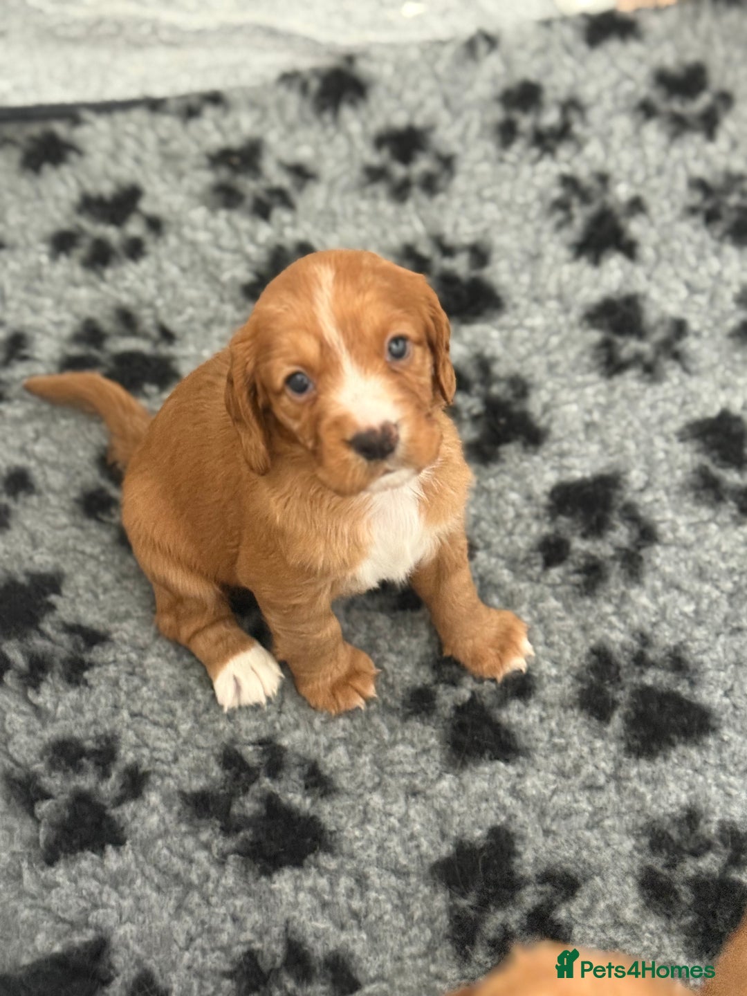 Cocker Spaniel dogs for sale: Stunning KC Working Cocker Spaniel Puppies - Image 3