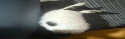 British Shorthair cats for sale: Female white tabby kitten - Advert 3