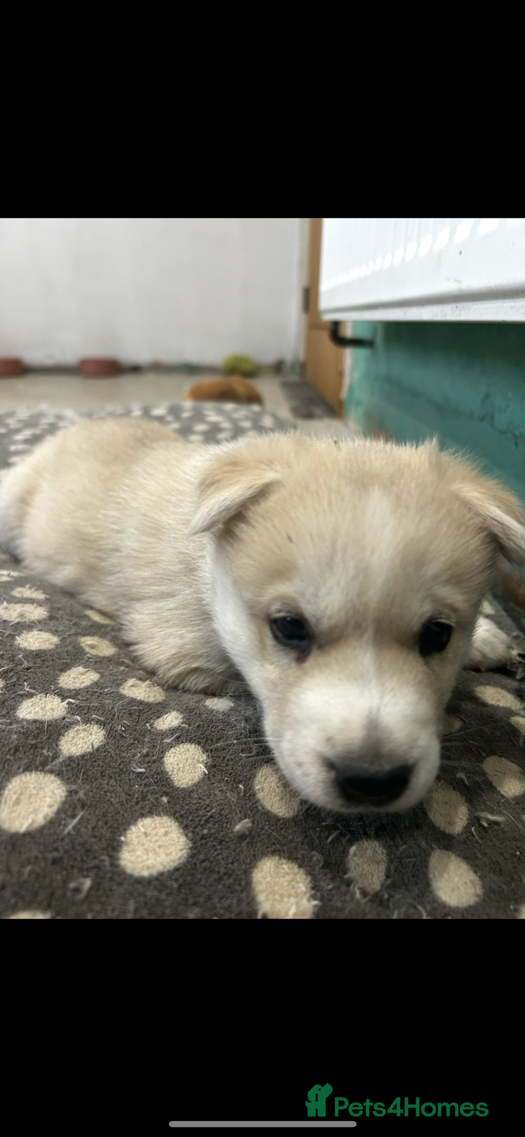 Mixed Breed dogs for sale: Siberian husky - Advert 5